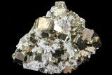 Gleaming Cubic Pyrite Cluster with Quartz - Peru #72592-1